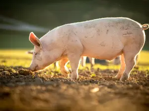 What's a pig's favorite way to get to work?