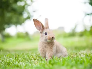 What's a rabbit's favorite restaurant?