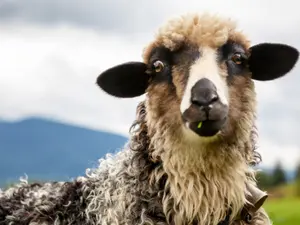 What's a sheep's preferred type of clothing?