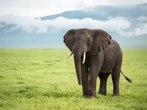 What's an elephant's favorite vegetable?