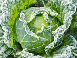 What's the coldest vegetable?