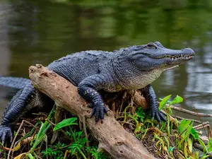What's the difference between an alligator and a crocodile?