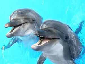 What's the ocean's funniest animal?