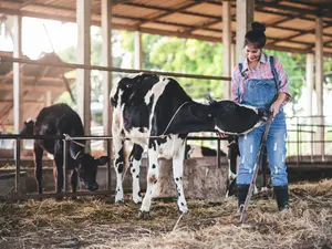 What's the perfect job for a cow?