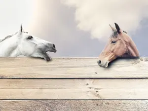 When does a horse talk?