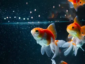 When fish play football, who is the captain?