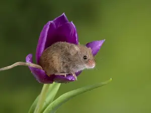 When should a mouse carry an umbrella?