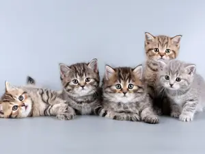 Where did the school kittens go for their field trip?