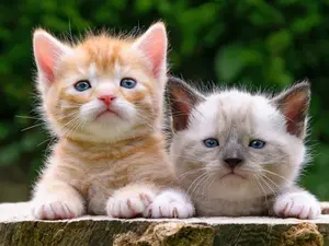 Where do baby cats learn to swim?