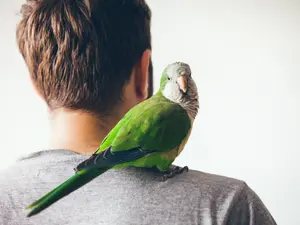 Where do birds go on summer vacation?