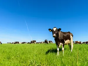 Where do cows go for lunch?