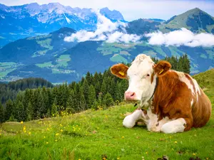 Where do cows go on a worldly vacation?
