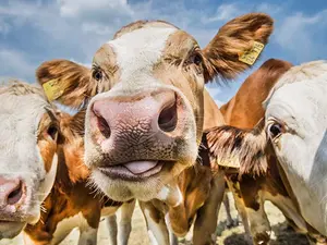 Where do cows go on the weekend?