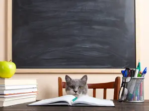 Where do kittens go to school?