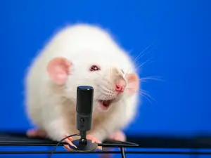 Where do mice love to go on vacation?