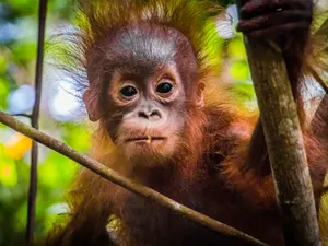 Where do monkeys take their kids to play?