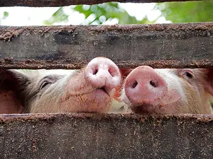 Where do pigs learn magic?