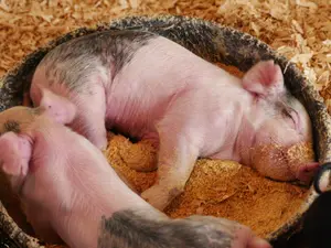 Where do pigs love to take naps?