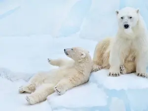 Where do polar bears store their money?