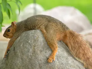 Where do squirrels go on vacation?