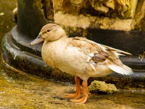 Where do tough ducks come from?