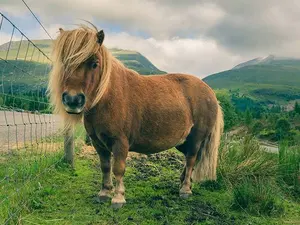 Where do you take sick ponies?