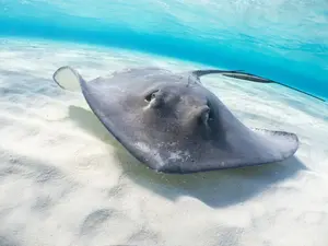 Where does the stingray's husband hang out?