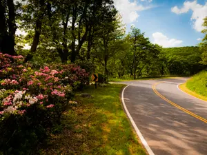 Where should you plant flowers along the road?