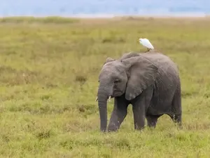 Where would you find an elephant?