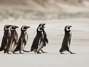 Which animal is the leader of the mafia?