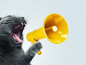 Which animal loves to have a good time?