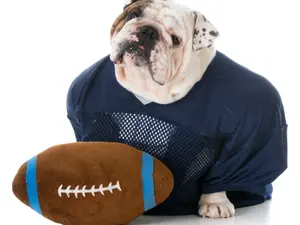 Which animals make the best football players?