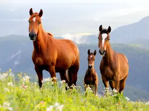 Which celebrity is loved by all horses?