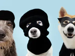 Which dog loves to rob banks?