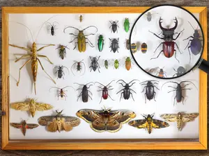 Which insects always make slightly better than average grades?