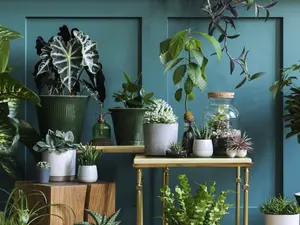 Which plant has the best roar?