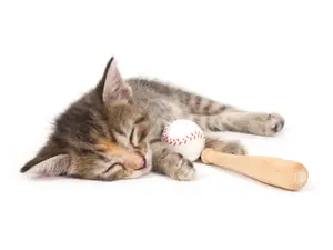 Which position did the kitten play on the baseball team?
