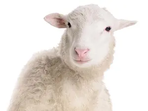 Which singer loves to groom sheep?