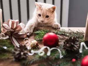Who delivers the cat's Christmas presents?