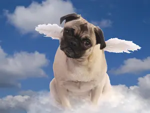 Who do all the Catholic dogs pray to?