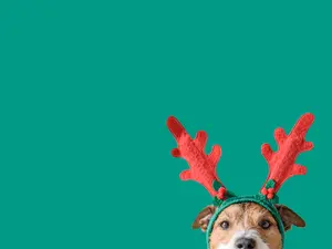 Who do puppies wait for on Christmas Eve?