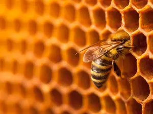 Who is a bee's favorite composer?