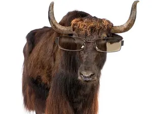 Who is a cow's favorite celebrity?