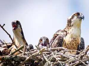 Why are birds of prey such good mothers?