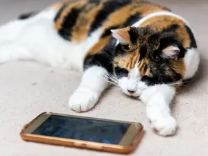 Why are cats good at playing video games?