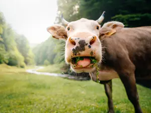 Funny Farm: 12 Hilarious Animal Videos (You Won't Believe #7)