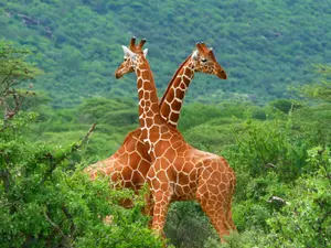 Why are giraffes so slow to apologize?