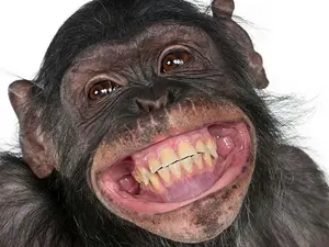 Why are monkeys lousy workers?