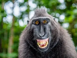 Why are monkeys so bad at playing Simon Says?