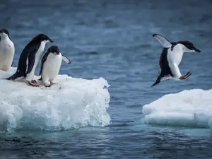Why are penguins so awkward at parties?